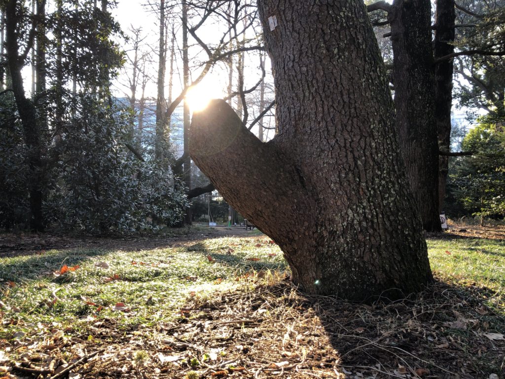 新宿御苑で具合のよい角度をもつ木をみつけました【本格的睾丸マッサージとタイ古式マッサージ　JK】